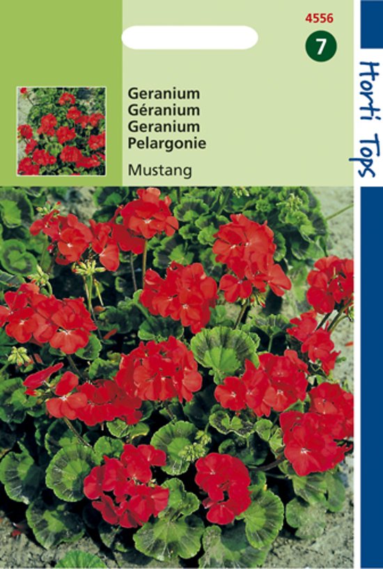 Palergonie Mustang F1 (Pelargonium zonale) 10 Samen